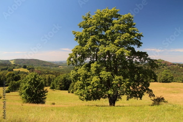 Obraz A lone tree
