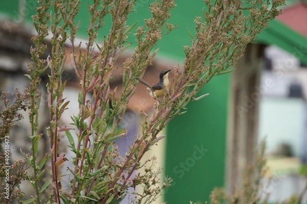 Fototapeta The ashy prinia or ashy wren-warbler in the branches 