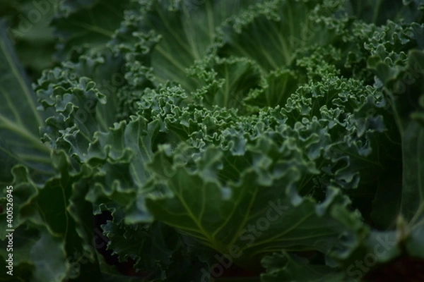 Fototapeta Green leafy vegetables in the daytime have a beautiful color.