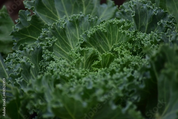 Fototapeta Green leafy vegetables in the daytime have a beautiful color.