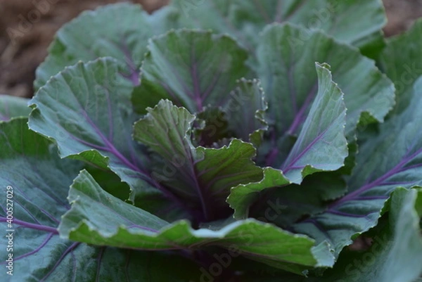 Fototapeta Green leafy vegetables in the daytime have a beautiful color.