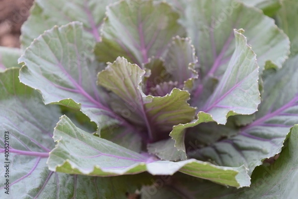 Fototapeta Green leafy vegetables in the daytime have a beautiful color.
