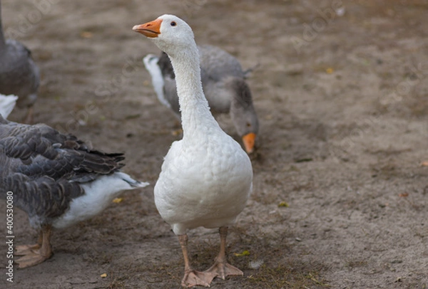 Fototapeta Outdoor portrait of big white domestic goose standing with warning look on   the farm ground at autumnal season