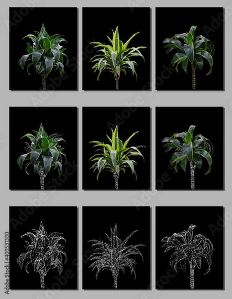 Fototapeta Vector set of green and wireframe dracaena isolated on black background. Bright sunny summer detailed and accurate palm tree design in triangular low poly style. Floral design element.