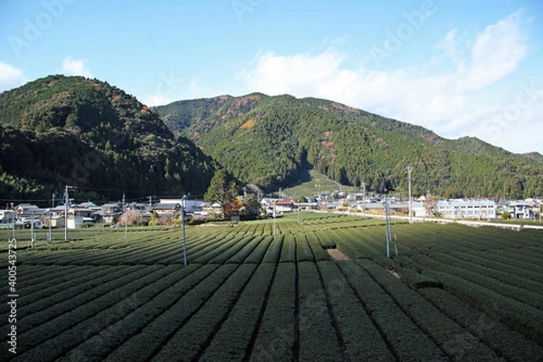 Obraz 茶畑、静岡県 川根町｜一面に広がる緑色一色の茶畑を眺めにると何故か心が癒やされます。大井川鐵道車窓からの風景です。