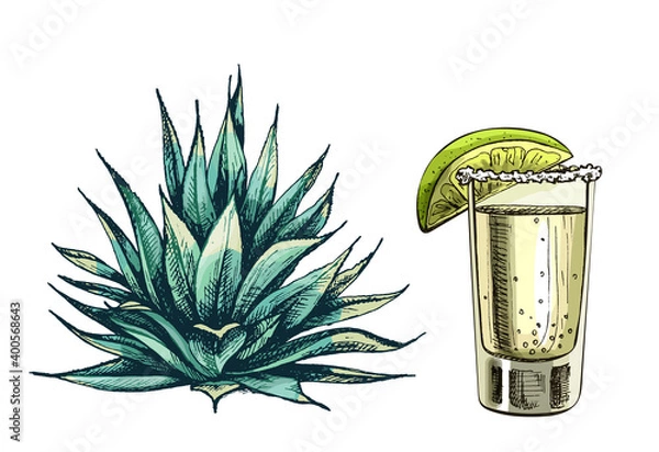 Fototapeta Cactus blue agave. Vector vintage hatching color illustration. Isolated on white