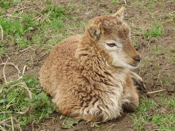 Obraz Lamb (Soay X Castlemilk Moorit)