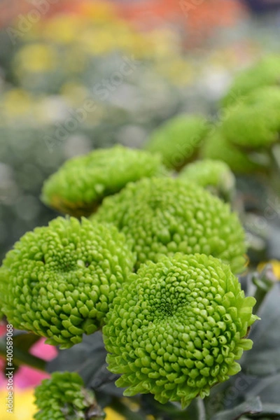 Obraz Yellow calendula