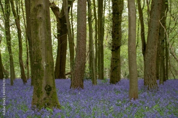 Fototapeta beautiful bright blue bluebells on a spring day
