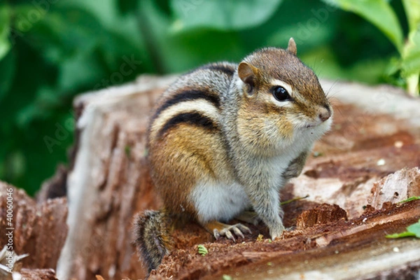 Obraz Eastern Chipmunk  (Tamias striatus)
