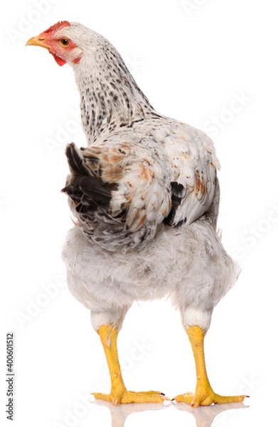 Obraz back side of one white chicken isolated on white background, studio shoot