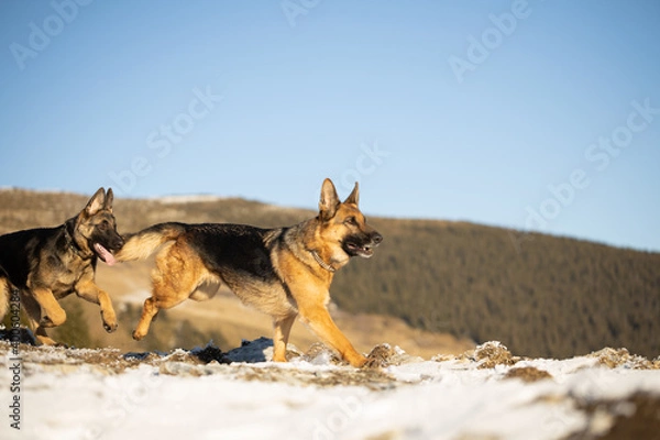 Obraz German Shepherd  with puppy playing in snow