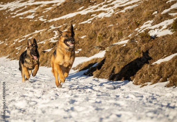Obraz German Shepherd  with puppy playing in snow