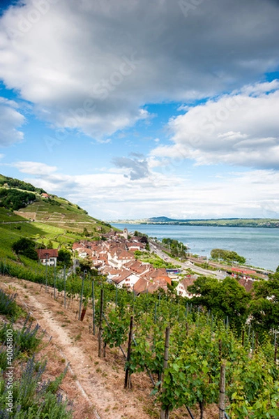Obraz Rural vineyard scenery