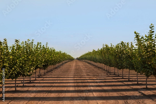 Fototapeta A Center View Down Rows of Hazelnut Trees in Orchard, Rich Soil, Selective Focus Soft Focus Blur, Early Spring, Daytime – Willamette Valley, Oregon