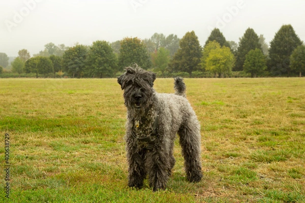 Fototapeta An isolated 3/4  side view of a Kerry Blue Terrier standing looking toward the camera in a grassy field with trees in background on a foggy day