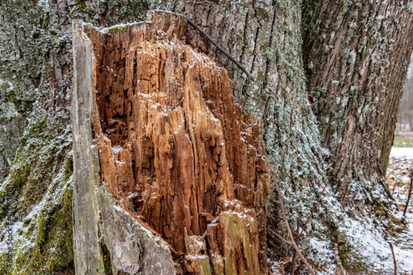 Fototapeta A rotten, broken tree that has snowed