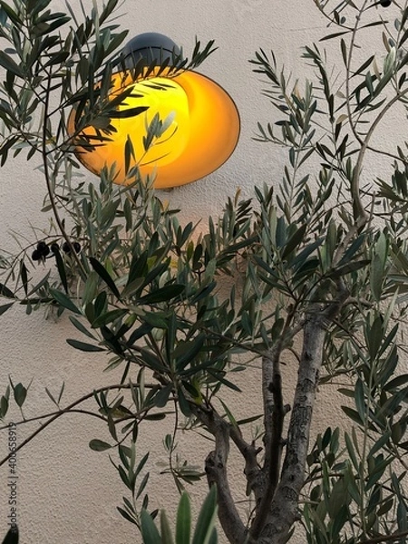Obraz olive tree