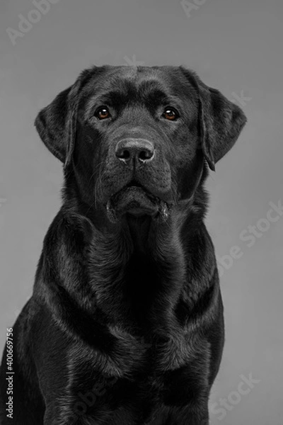Obraz black labrador on gray background