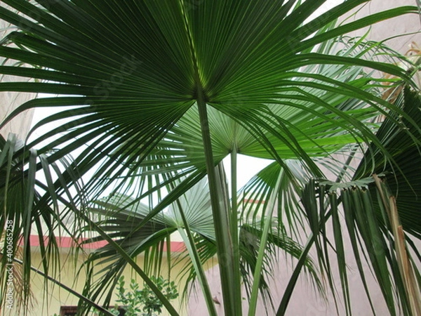 Obraz Date Long Leaves