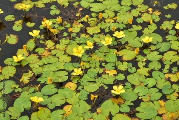 Obraz The picture is showing yellow water lilies on a lake in Czech Republic, shown in summer.