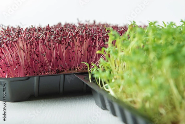 Fototapeta Watercress and amaranth microgreens in the growing boxes on white textured background