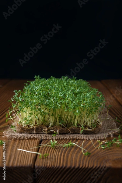 Obraz Watercress microgreens on the burlap napkin and the textured backdrop