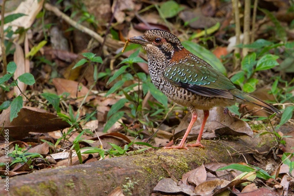 Obraz Scaly Ground Roller, Geobiastes squamiger