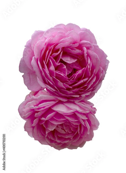 Obraz beautiful bouquet of pink roses isolated on a black background.