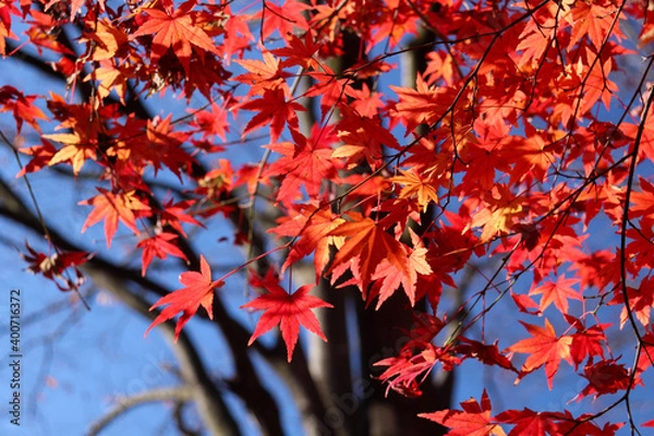 Fototapeta 紅葉 秋 葉っぱ 鮮やか 美しい もみじ 和風