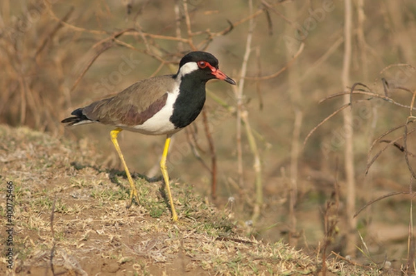 Fototapeta Red-wattled lapwing Vanellus indicus in a meadow. Hiran river. Sasan. Gir Sanctuary. Gujarat. India.