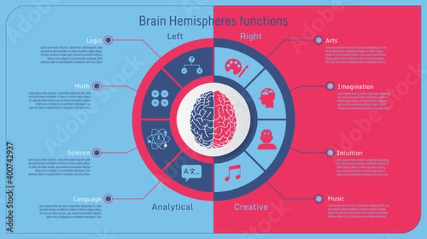Obraz human brain hemispheres functional inforgraphic BG