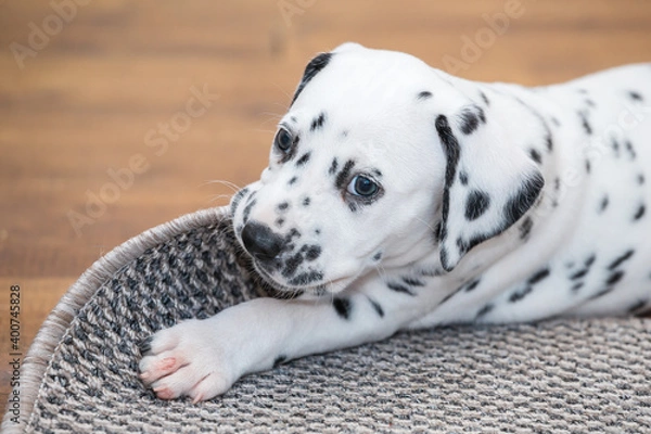 Fototapeta Little dalmatian puppy gnaws a corner of a gray carpet