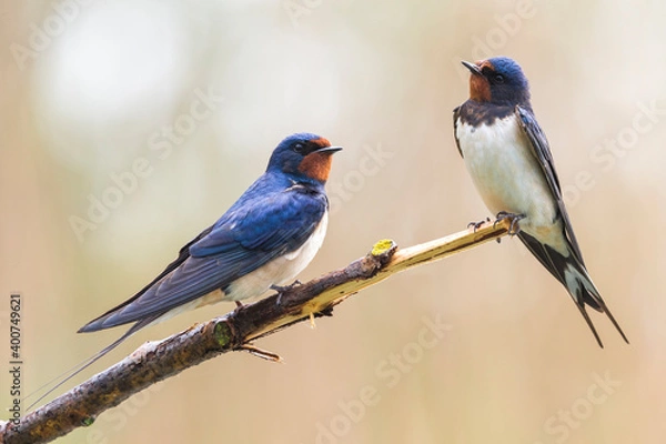 Obraz Boerenzwaluw, Barn Swallow, Hirundo rustica
