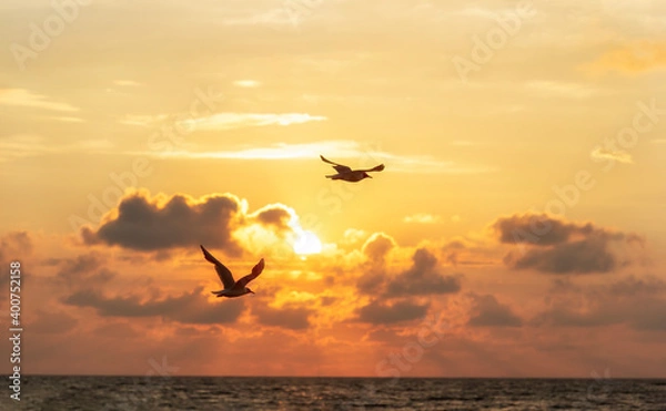 Obraz seagulls flight over the ocean in front of a sunset