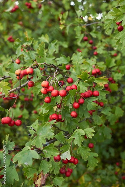 Fototapeta Crataegus monogyna 