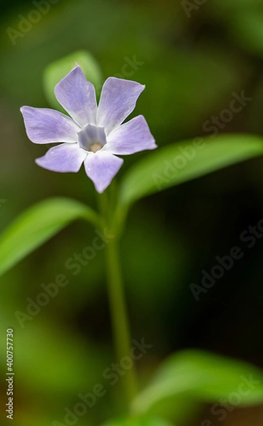Obraz Close-up of tiny bluish Shamrock flower (Oxalis violacea) on unfocused green background.