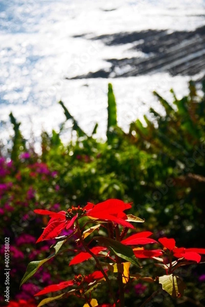 Obraz ポインセチアと海岸