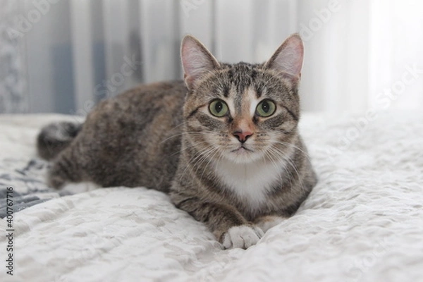 Fototapeta close up portrait of cat