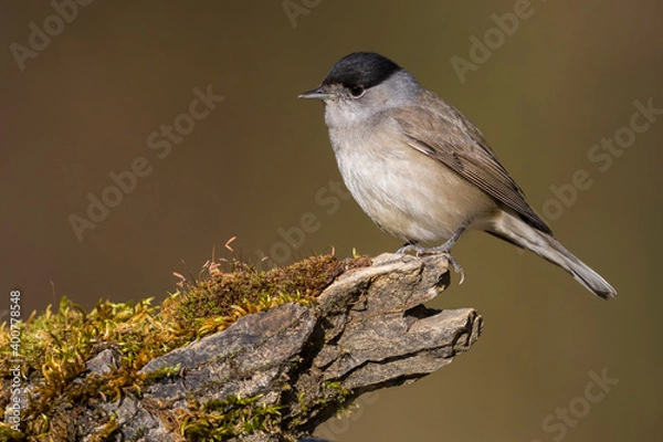 Obraz Zwartkop; Blackcap; Sylvia atricapilla