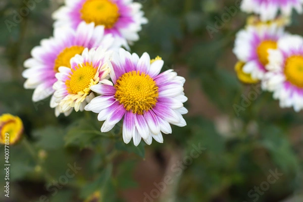 Obraz Pink yellow with white Aster alpinus or the alpine aster or alpine daisy flowers in the garden