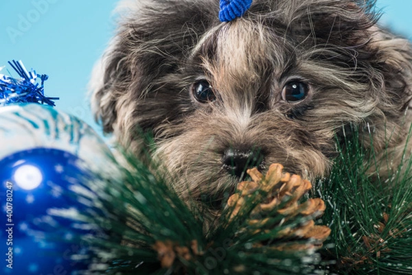 Obraz Puppy of a colored bole in the studio is waiting for the New Year