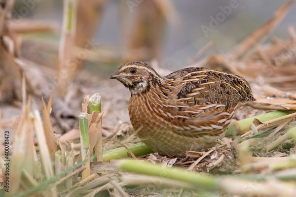 Fototapeta Kwartel, Common Quail, Coturnix coturnix