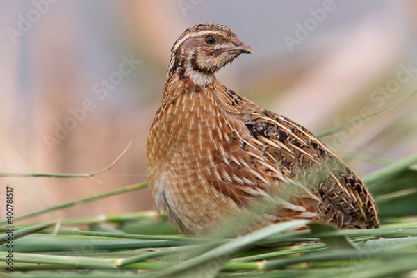 Obraz Kwartel, Common Quail, Coturnix coturnix