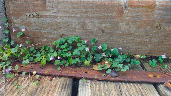 Obraz Mauerblümchen auf der Brücke
