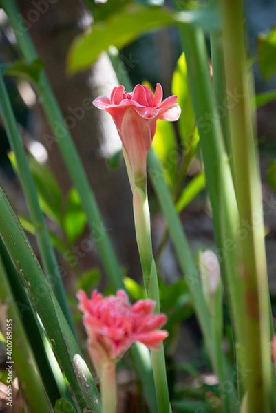 Obraz Torch Ginger