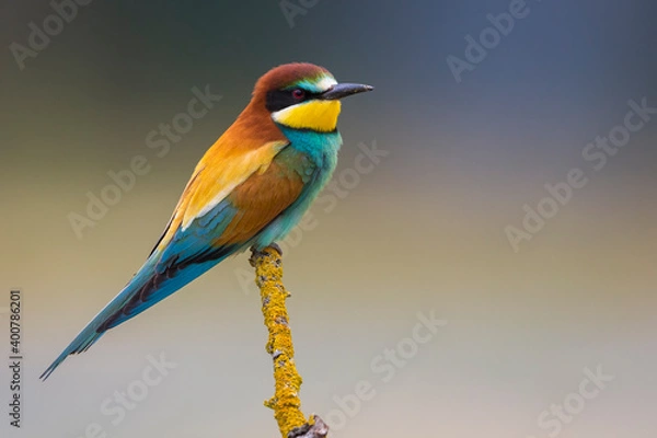 Obraz Bijeneter; Bee-eater; Merops apiaster