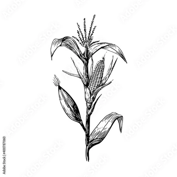 Fototapeta Stem and grains of corn in a sketch style hand drawing on a white background. Leaves and cob black contour line.