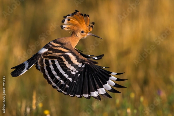 Obraz Hop; Eurasian Hoopoe; Upupa epops