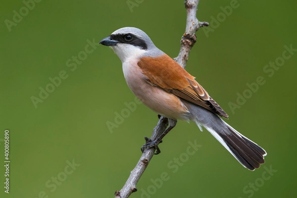 Obraz Grauwe Klauwier; Red-backed Shrike; Lanius collurio